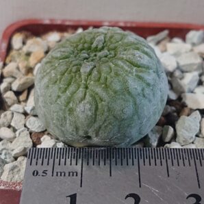 Pseudolithos eylensis