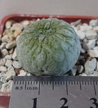 Pseudolithos eylensis