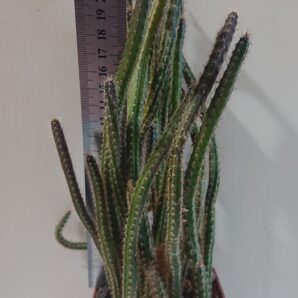 Eriocereus pomanensis