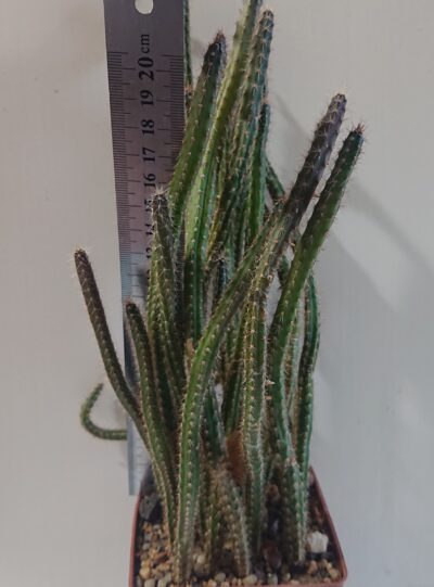 Eriocereus pomanensis