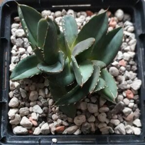 Agave titanota
