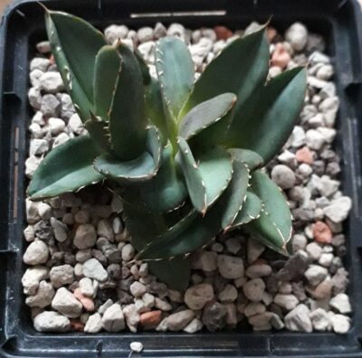 Agave titanota