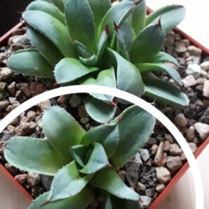 Agave special clone (молода рослина)