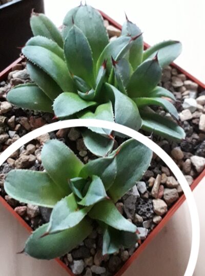 Agave special clone (молода рослина)