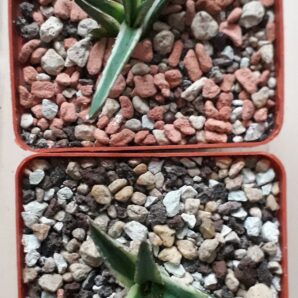 Agave victoria reginae variegated