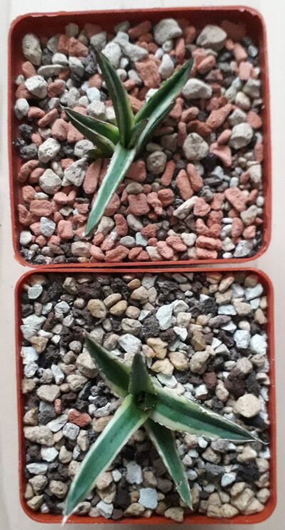 Agave victoria reginae variegated