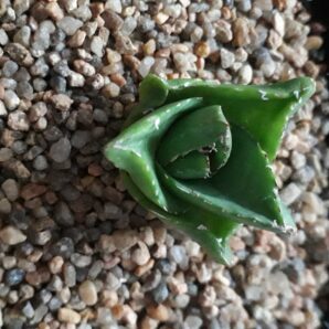 Agave victoriae reginae Superwide special clone
