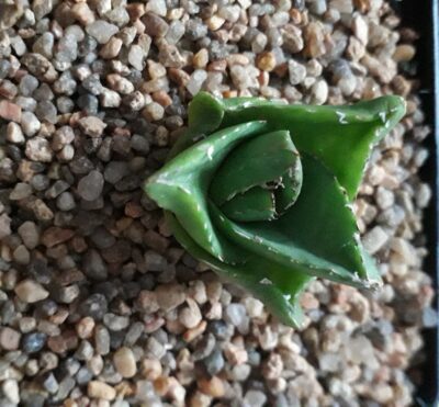 Agave victoriae reginae Superwide special clone