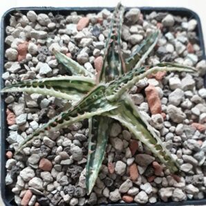 Aloe TCT variegated