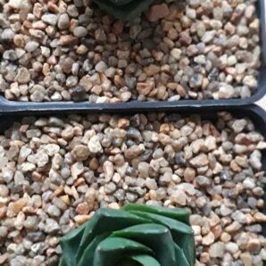 Agave pixie