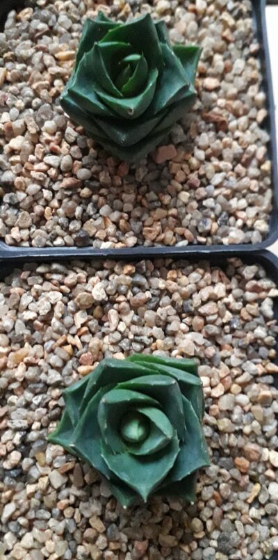 Agave pixie