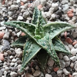 Aloe variegated
