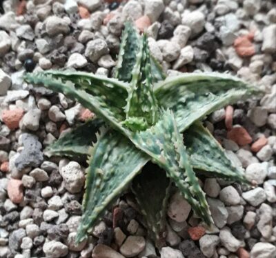 Aloe variegated