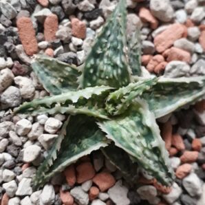 Aloe variegated