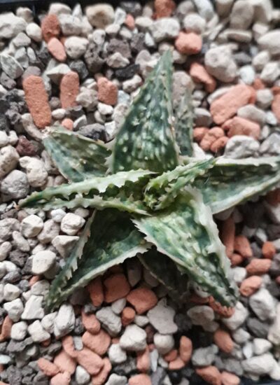 Aloe variegated