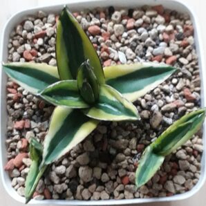 Agave victoria reginae variegated (дітки)