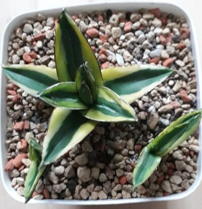 Agave victoria reginae variegated (дітки)