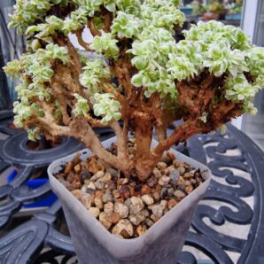 Aeonium Sunburst cristata