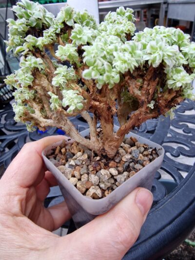 Aeonium Sunburst cristata - Зображення 2