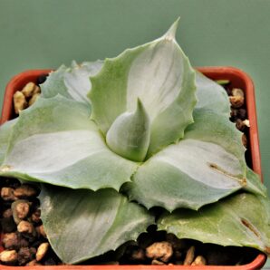 agave-intermensis-mediopicta-alba-2
