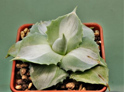 agave-intermensis-mediopicta-alba-2