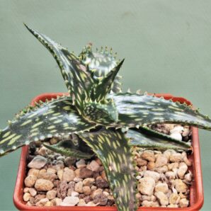aloe-jucunda-gaan-liban-somalia-2