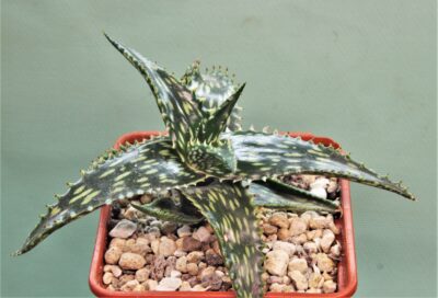 aloe-jucunda-gaan-liban-somalia-2