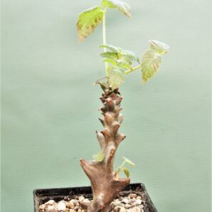 beiselia-mexicana-bizarre-branches.-mexico-3