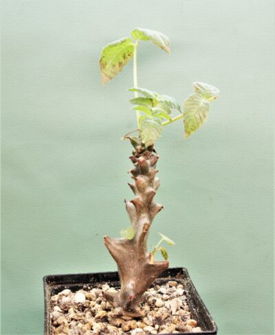 beiselia-mexicana-bizarre-branches.-mexico-3