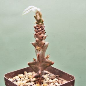 beiselia-mexicana-bizarre-branches.-mexico