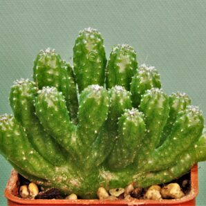 cereus-peruvianus-monstrosa-1