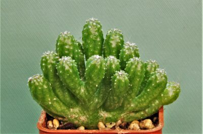 cereus-peruvianus-monstrosa-1