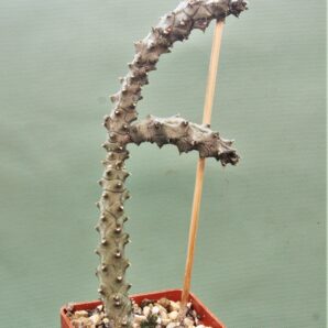 ceropegia-stapeliformis-f.-monstrosa-1