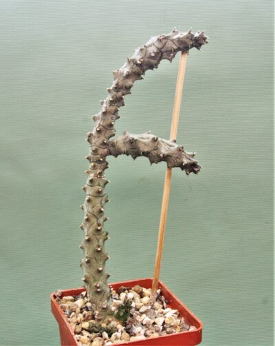 ceropegia-stapeliformis-f.-monstrosa-1
