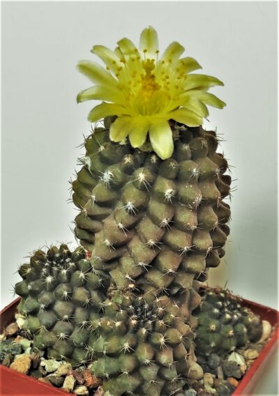 copiapoa-tennuissima-1 - Зображення 2