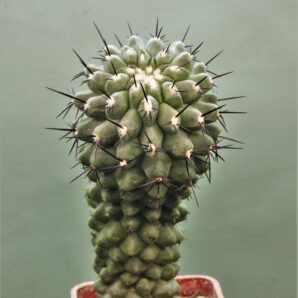 copiapoa-tennuissima-1