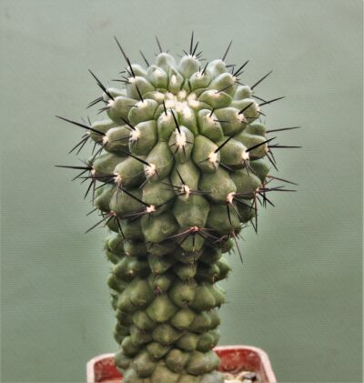 copiapoa-tennuissima-1