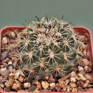 coryphantha-calipensis-2
