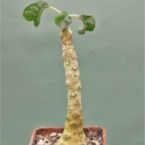 dorstenia-gypsophila-somalia-1