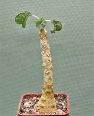 dorstenia-gypsophila-somalia-1