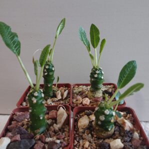 Dorstenia Foetida K 5500