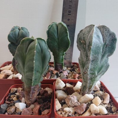 Astrophytum myriostigma San Kaky All F 1 Japan - Зображення 2