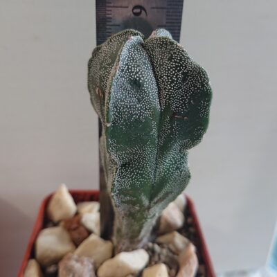 Astrophytum myriostigma San Kaky All F 1 Japan - Зображення 3