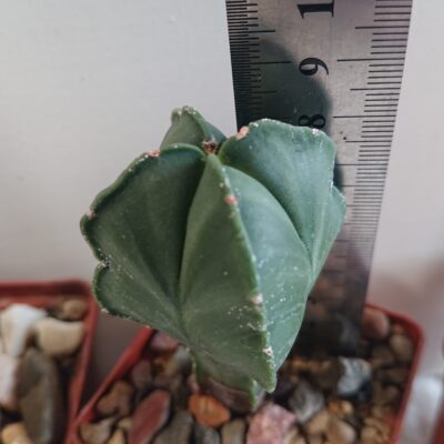 Astrophytum myriostigma San Kaky All F 1 Japan - Зображення 5