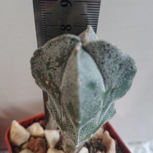 Astrophytum myriostigma San Kaky All F 1 Japan