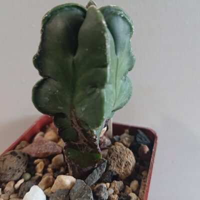 Astrophytum Nishiki Heкiran F 1 Japan Czech - Зображення 2
