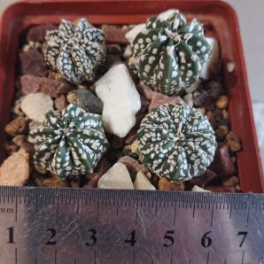 Astrophytum super kabuto