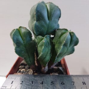 Astrophytum myriostigma San Kaky All F 1 Japan