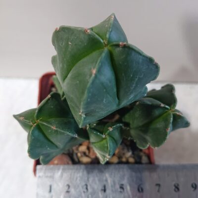 Astrophytum myriostigma San Kaky All F 1 Japan - Зображення 2