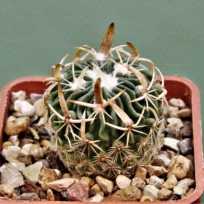 echinofossulocactus-sp